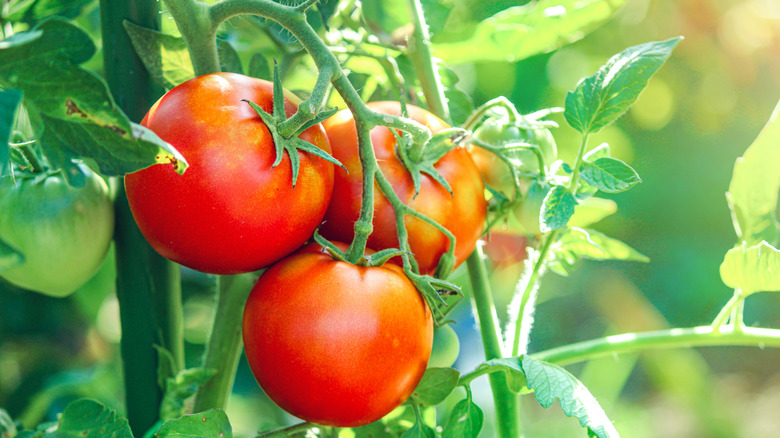 tomatoes growing in a garden