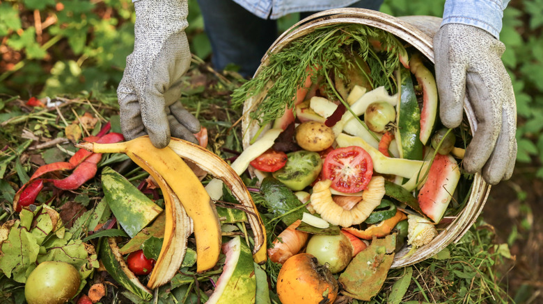 a home gardener empties a basket full of fruit scraps