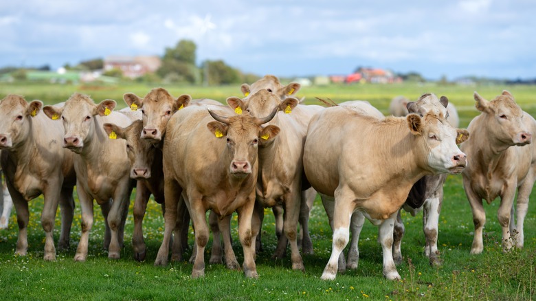 A herd of cattle out to pasture on a farm