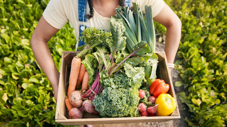 A gardener holds a box of fresh vegetables in a garden