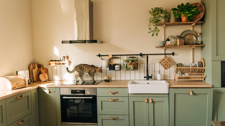 A pretty vintage kitchen has plants artfully placed and a cat walking across the stove