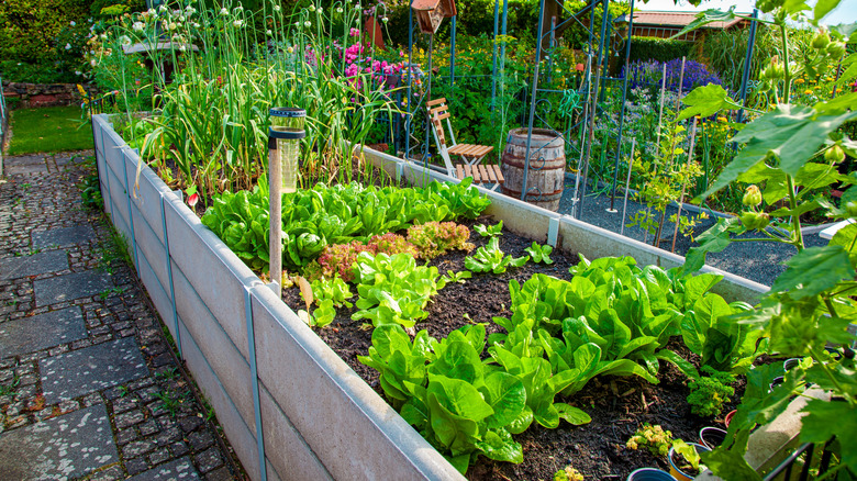 A residential garden has many types of leafy greens and vegetables growing in a raised bed