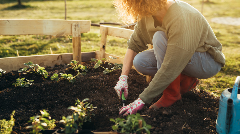 A homeowner plants new seedlings in their garden