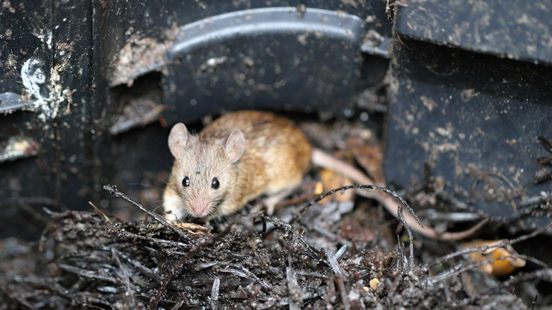 A mouse is caught in the act in a compost bin