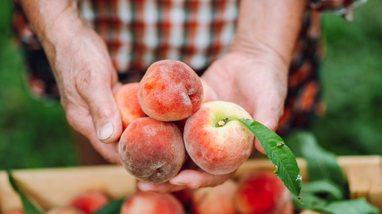 A farmer in checkered shirt holding just-picked peaches