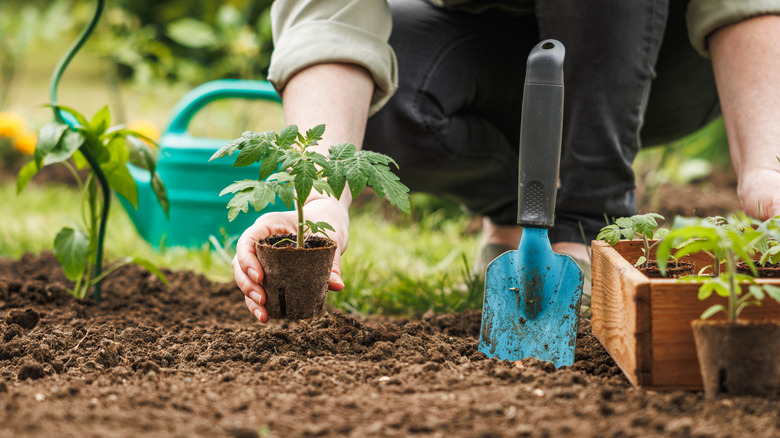 Gardener transferring new plants to soil
