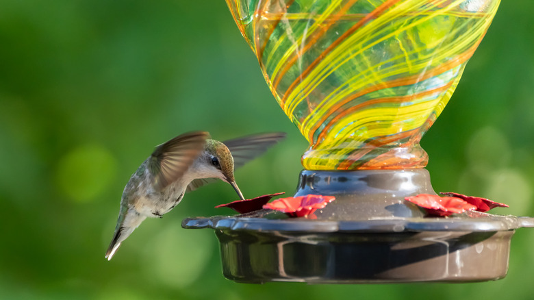 Hummingbird eating from a garden bird feeder