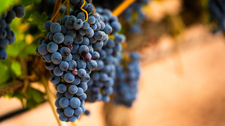Red wine grapes.
