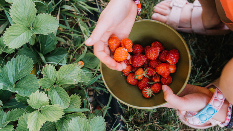 Person placing picked strawberries in bowl