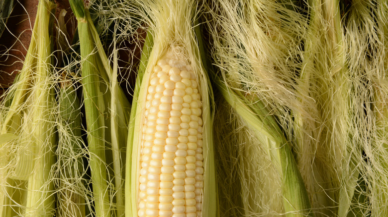 Ears of corn with corn silk
