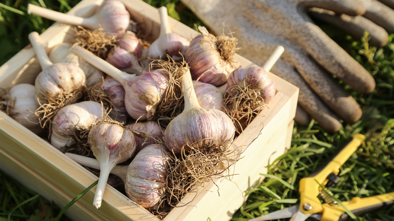 Garlic in box next to gardening gloves and shears