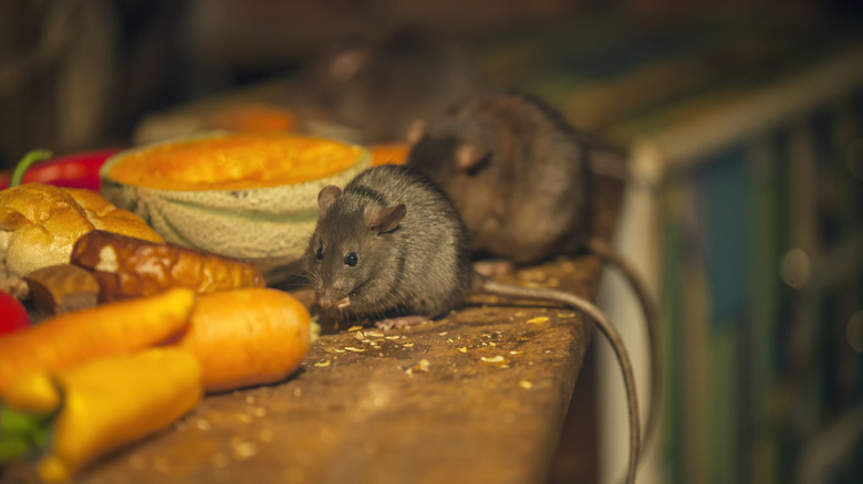 Two mice sitting on a kitchen counter, eating produce