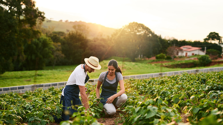 Couple farming crops together