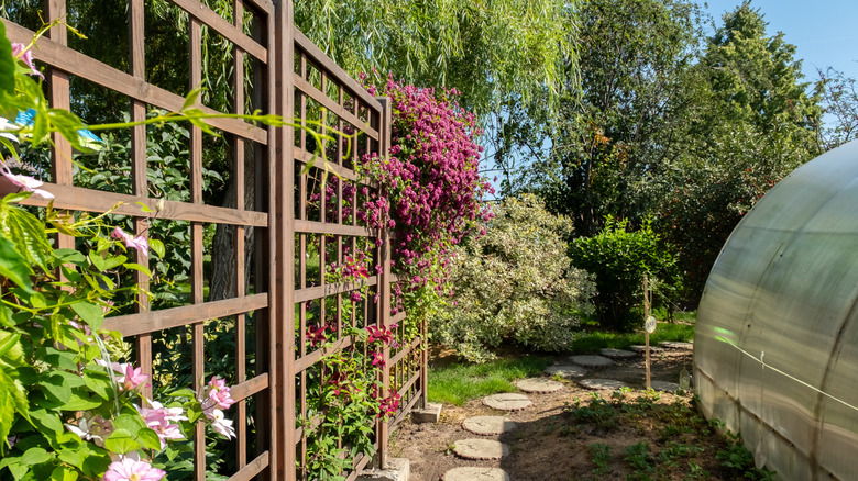 A backyard with a wooden trellis and foliage