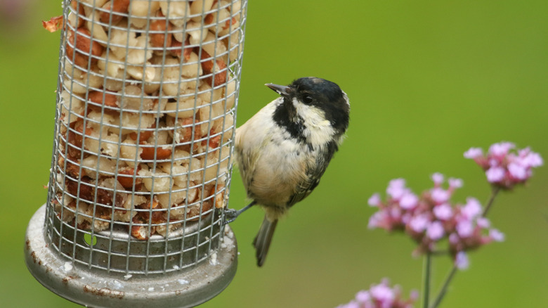A little bird eating from a backyard bird feeder